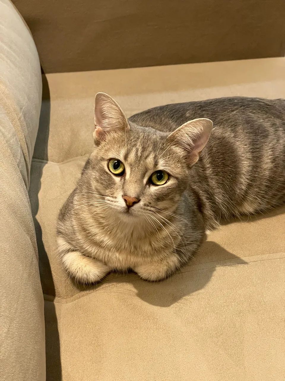 Gatinha para doação 