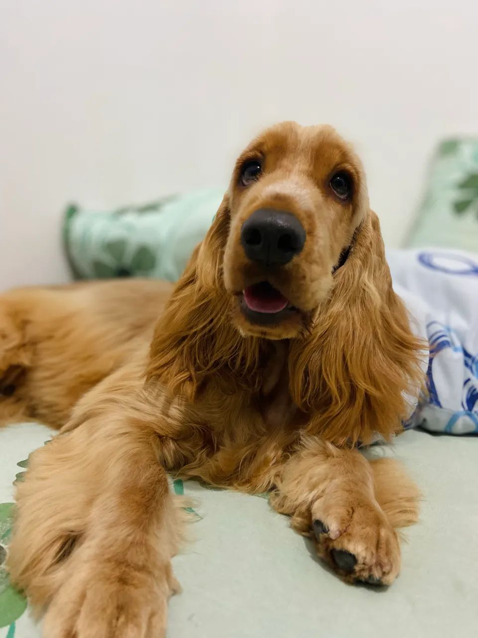 Cocker Spaniel Inglês Disponível  - Foto 2
