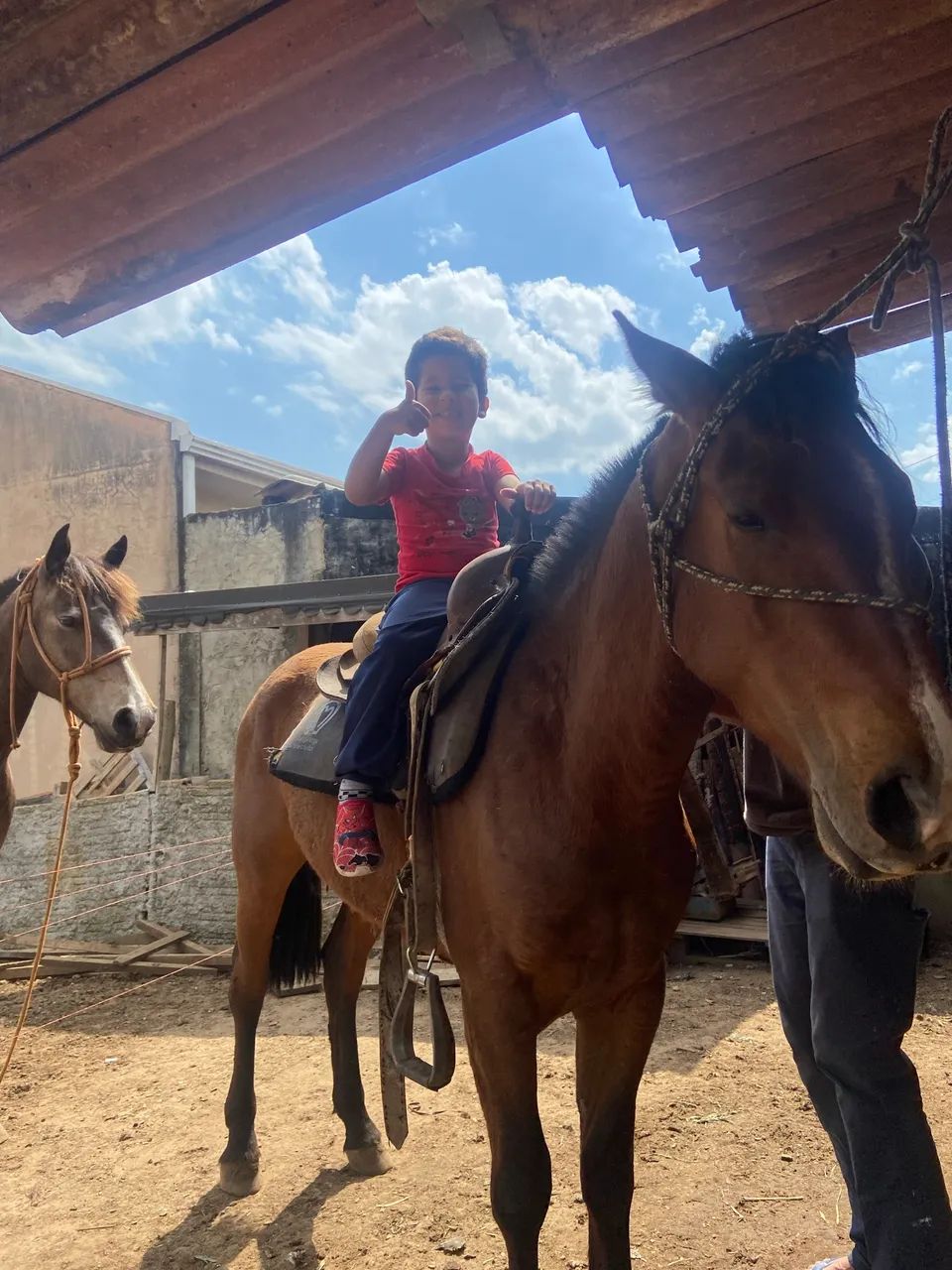 Cavalo crioulo manso e de confiança pra criançada  - Foto 4
