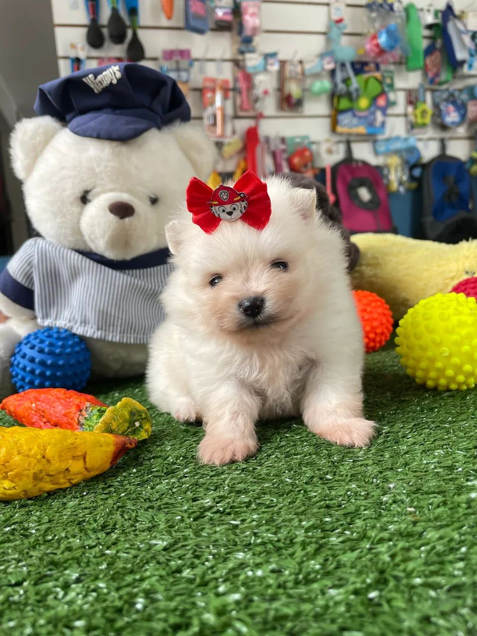 Spitz alemão macho disponível $2.500,00