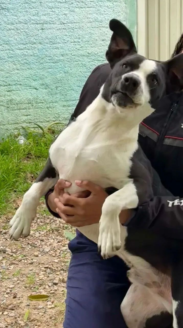 Doação Cachorro - Foto 4