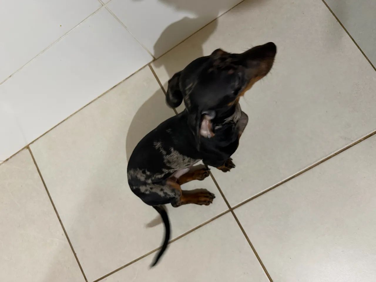 Vendo Dachshund Mofado - Foto 4