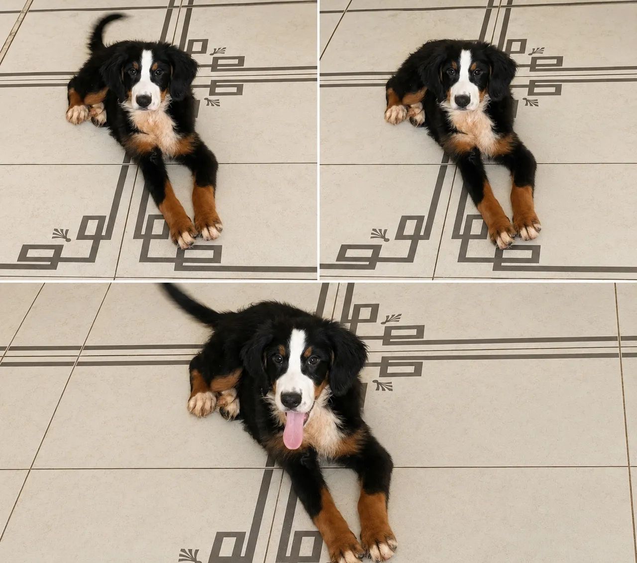 Bernese fêmea 