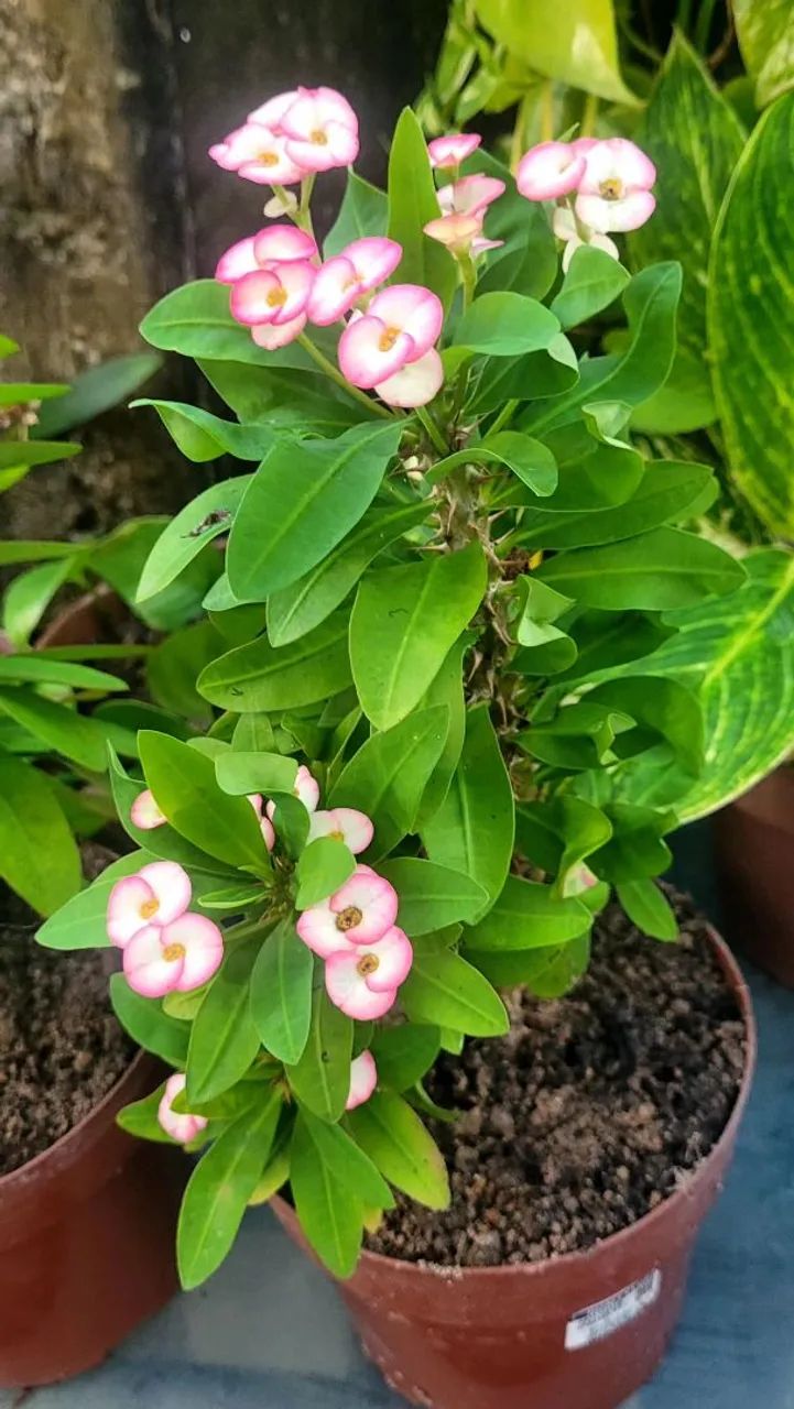 Lindas plantas 