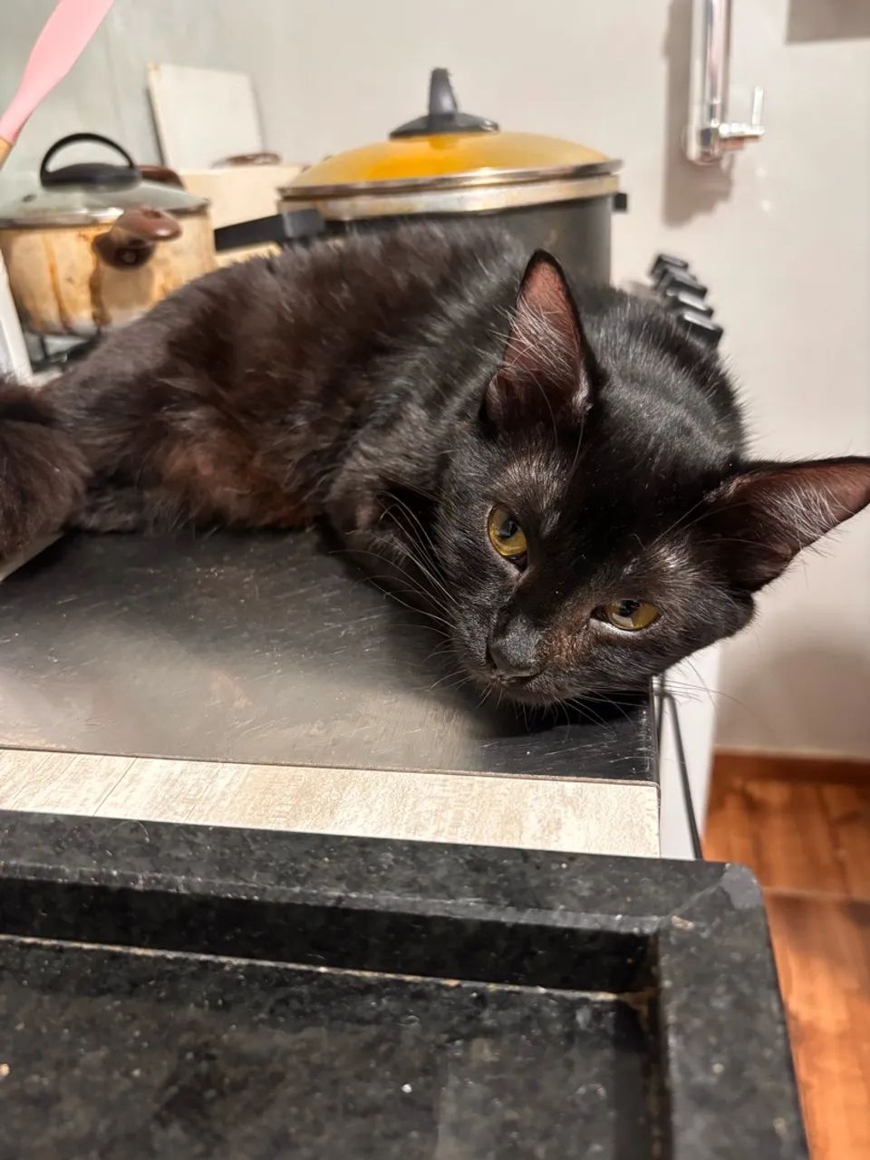 Doação de gatinhos  - Foto 5