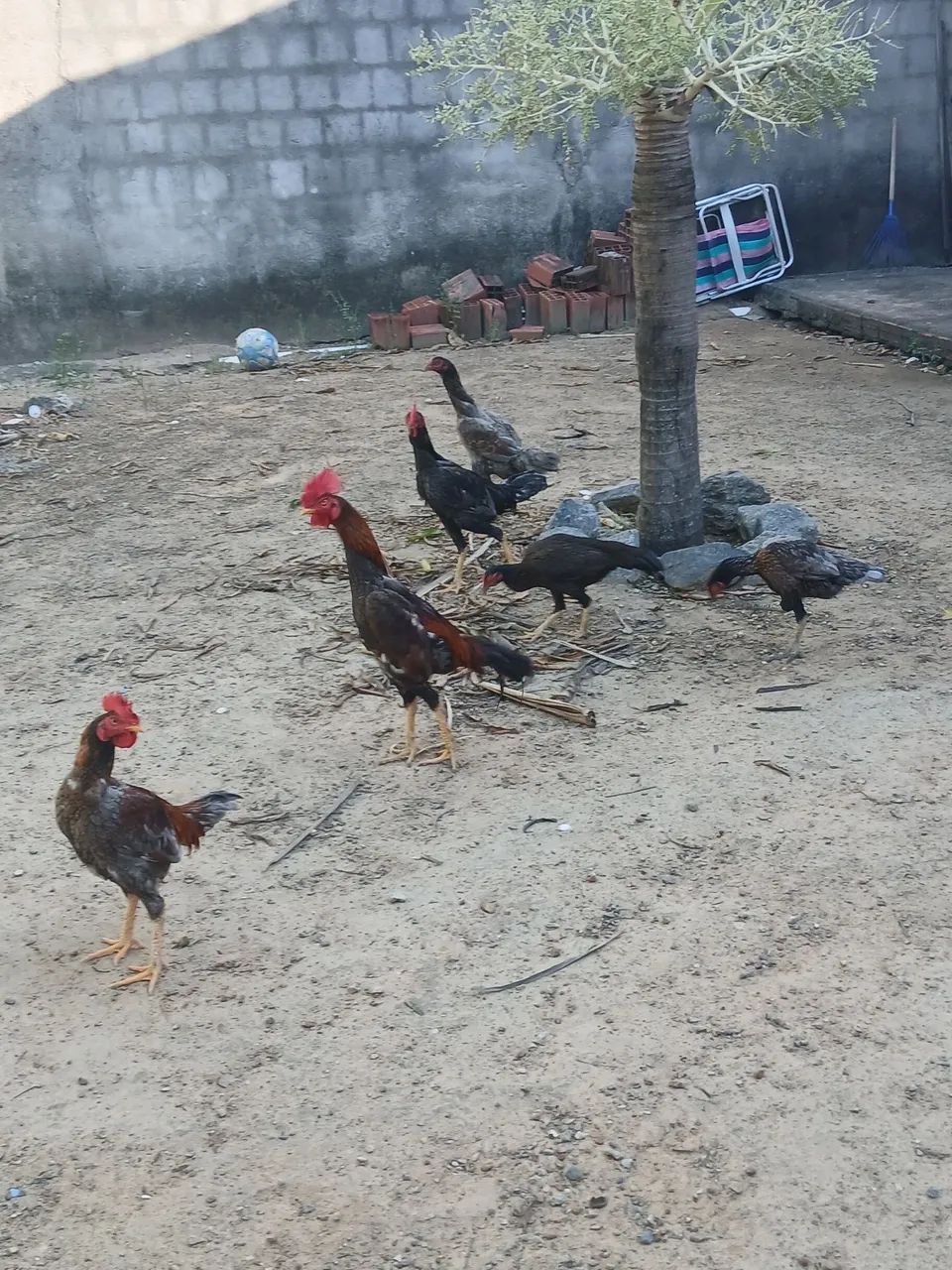 Galinhas  - Foto 2