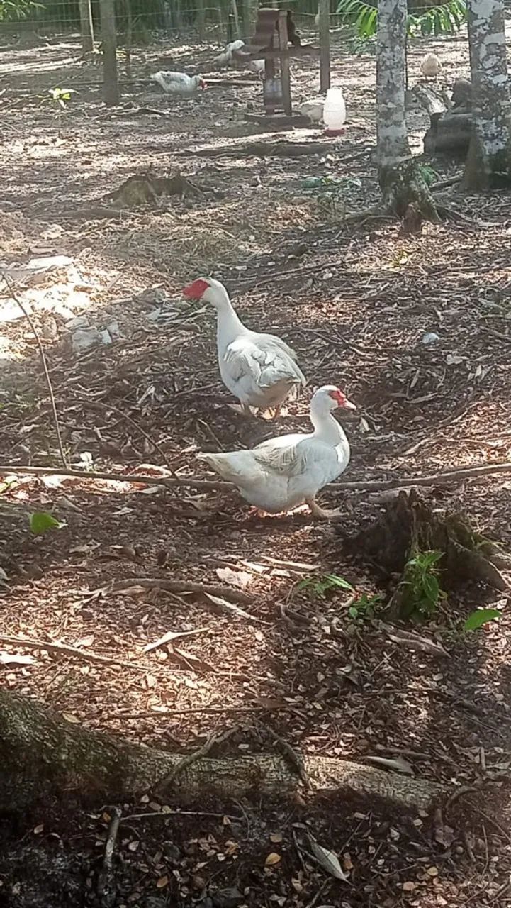 Patos