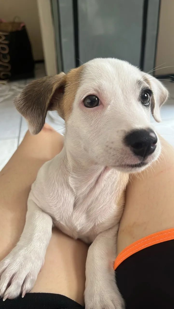 Adoção responsável filhote