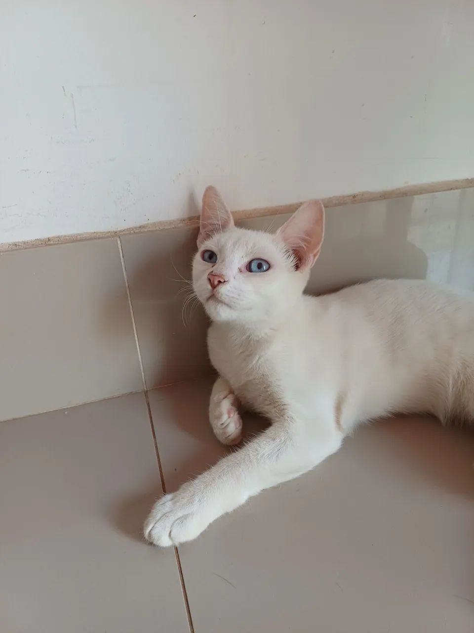 adoção responsável.Macho 4 meses - Foto 2