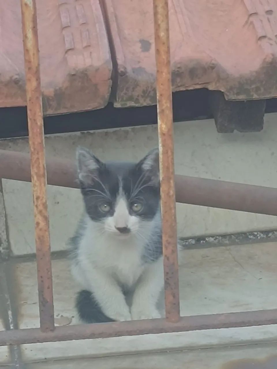 Doação de Gatos  - Foto 4