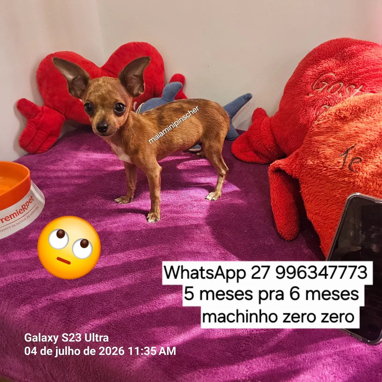 Pinscher zero zero machinho exótico 