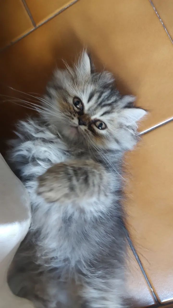 FILHOTE GATO PERSA - Foto 3