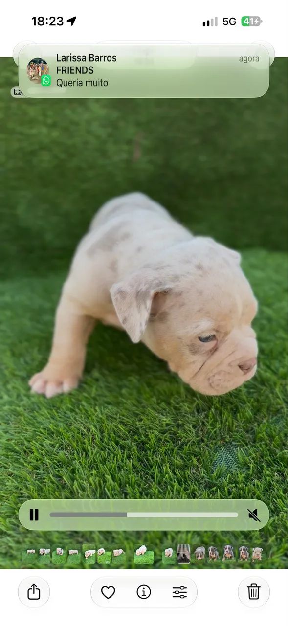 American bully macho  - Foto 5