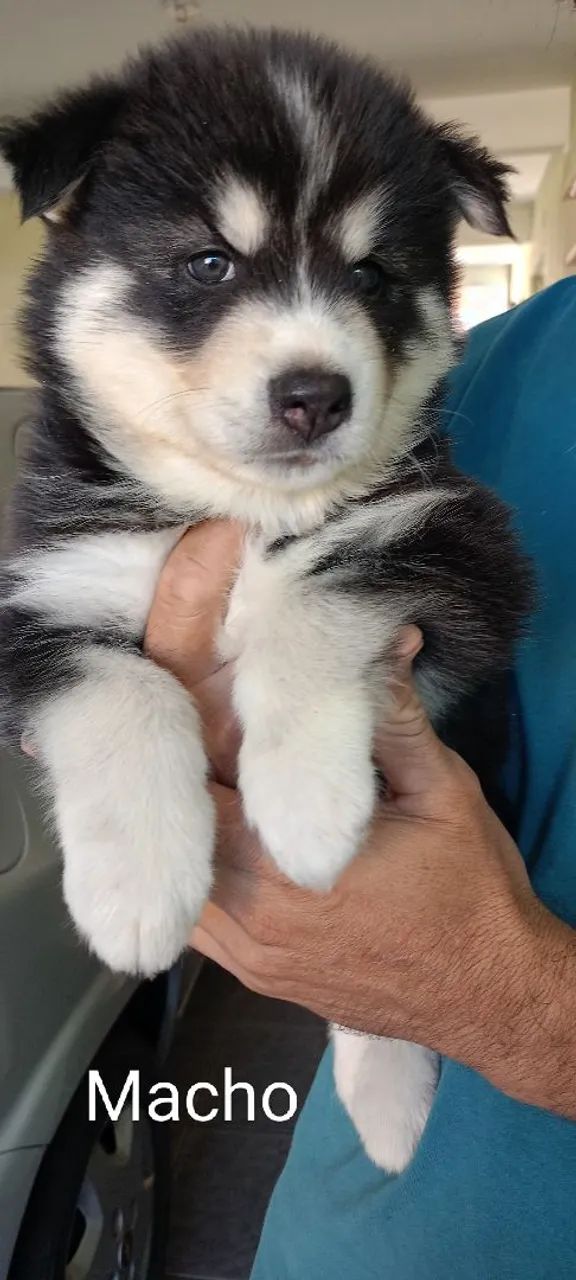 Husky Siberiano Wolly - Foto 3