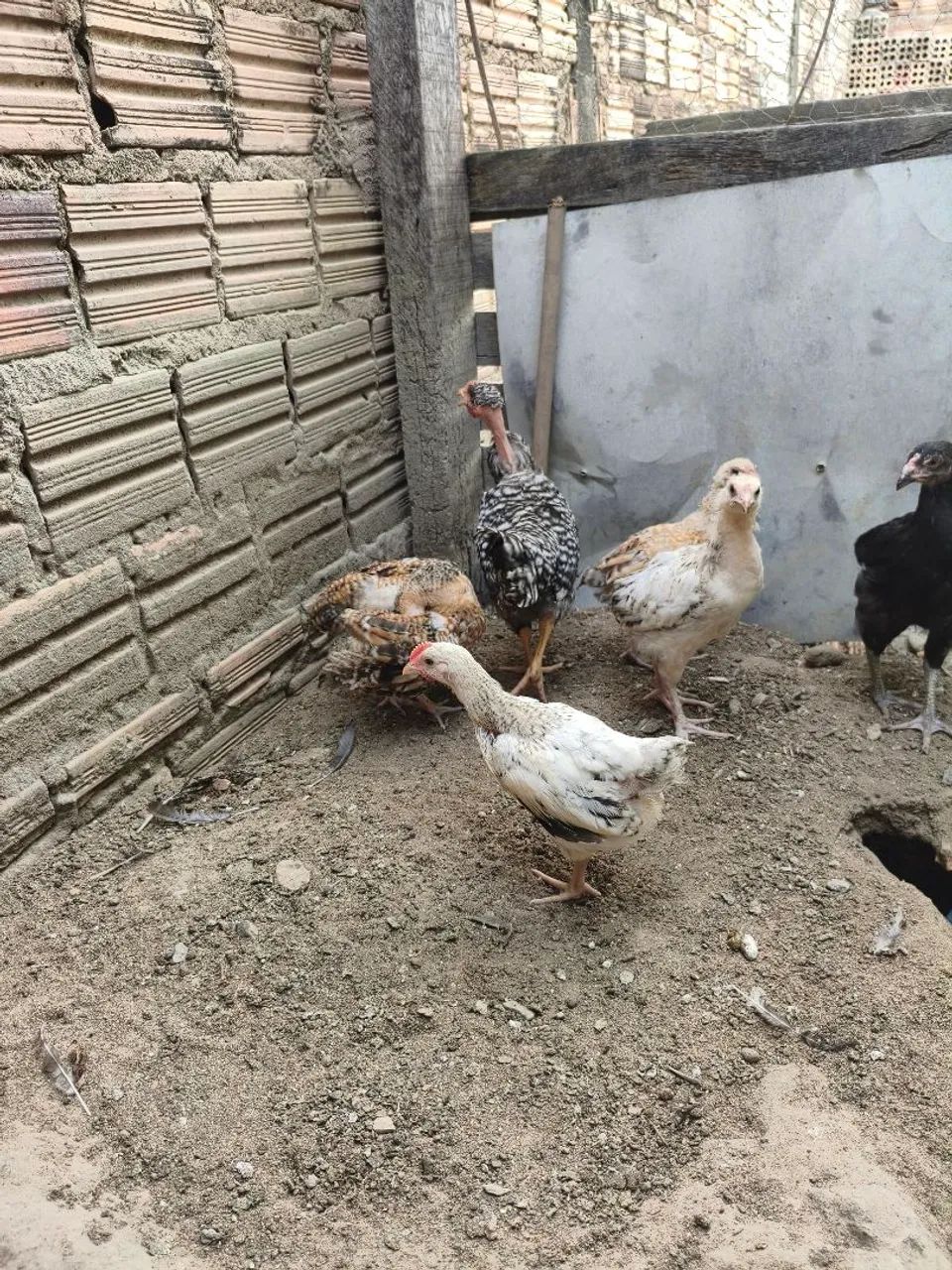 Pintinhos caipira 