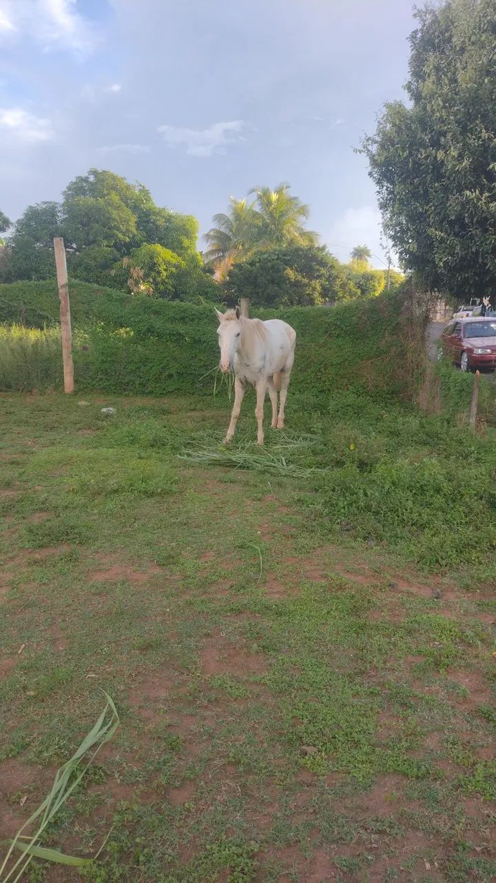 Vende se cavalo de 13 a 14 anos de idade quarto de milha com manga larga