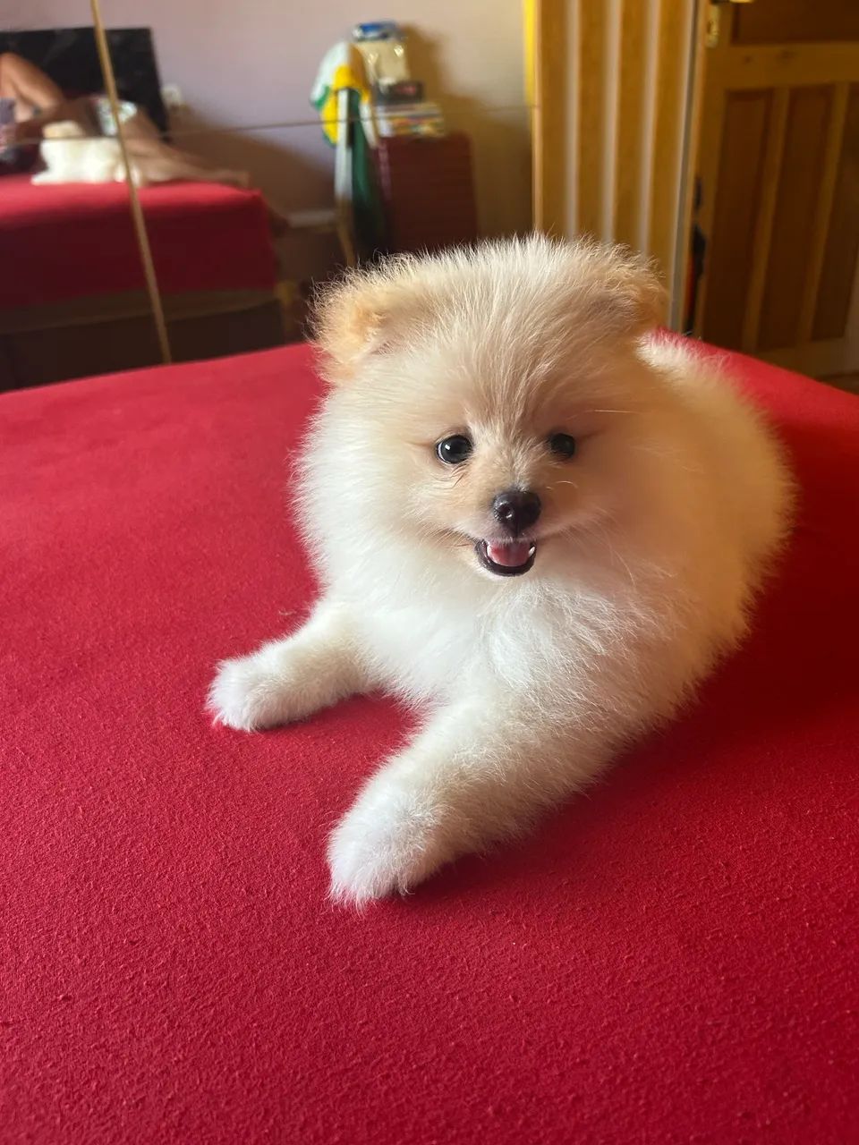 Filhote spitz Alemão - Foto 2