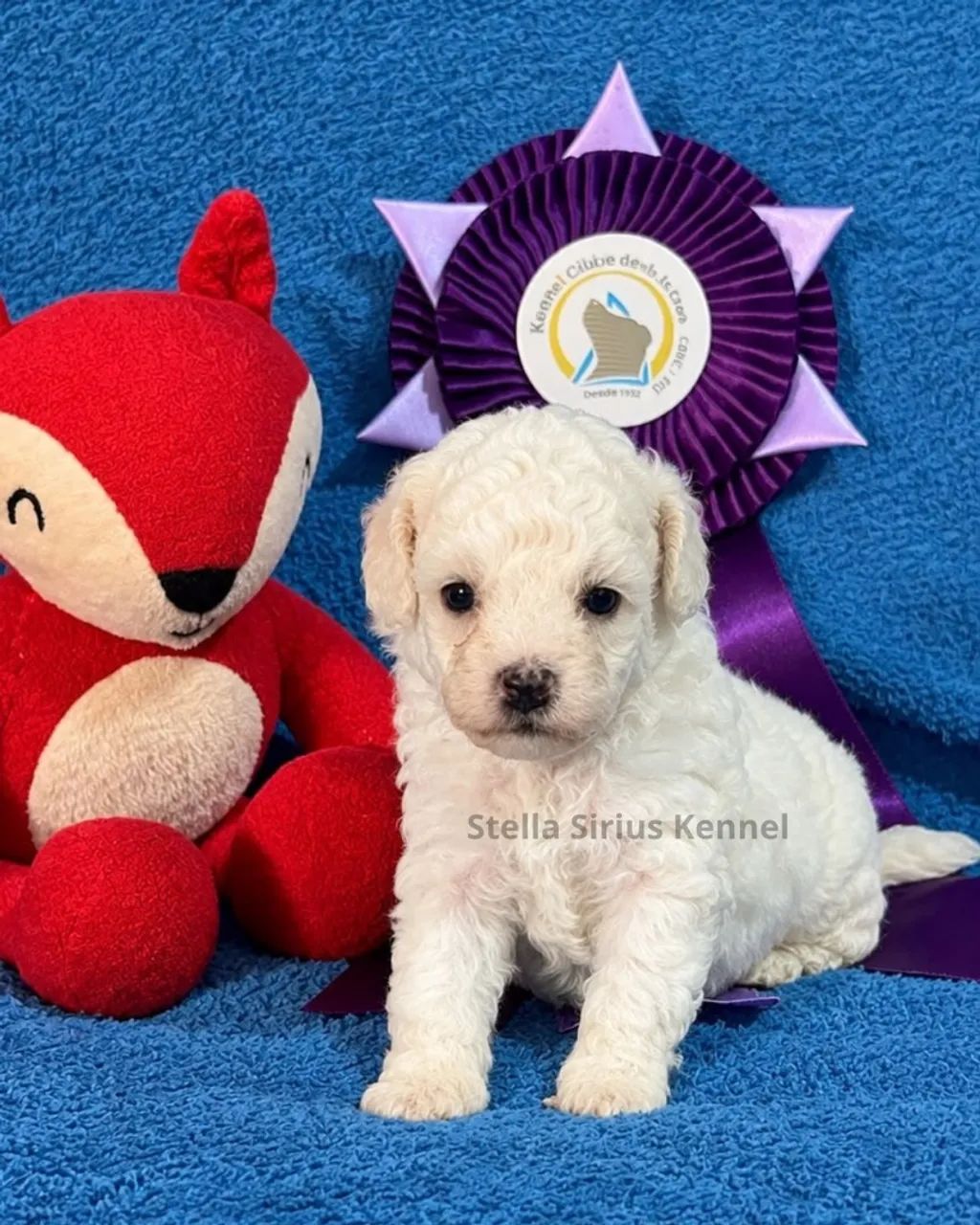 Poodle Toy Filhote - Foto 2
