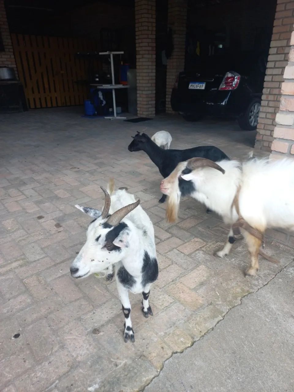 MINI CABRAS  - Foto 2