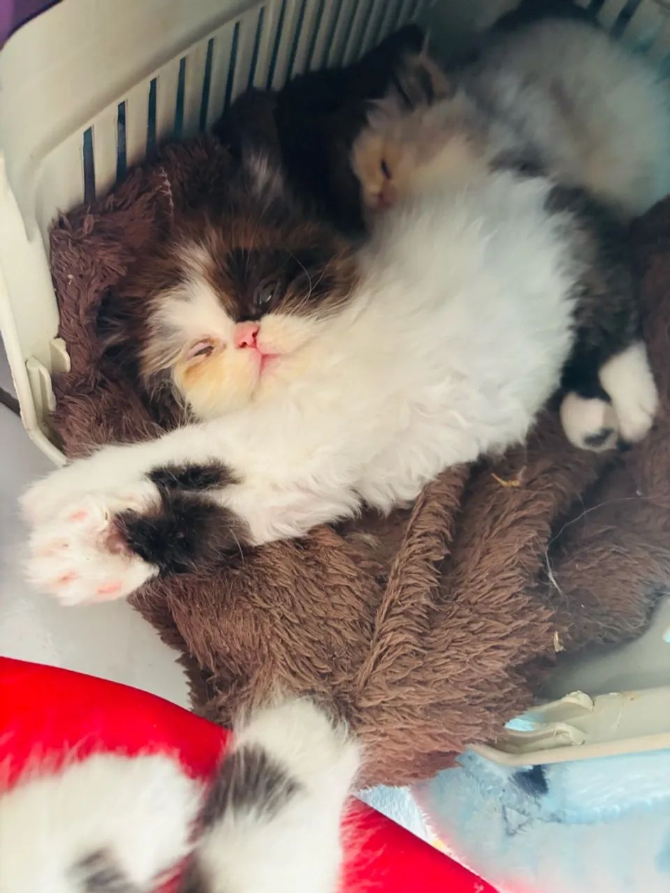 Lindo bebê gato persa! ? - Foto 4