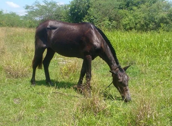 Cavalo Muito Dócil Sela/Charrete/Carroça- Campos dos Goytacazes Rj  - Foto 3
