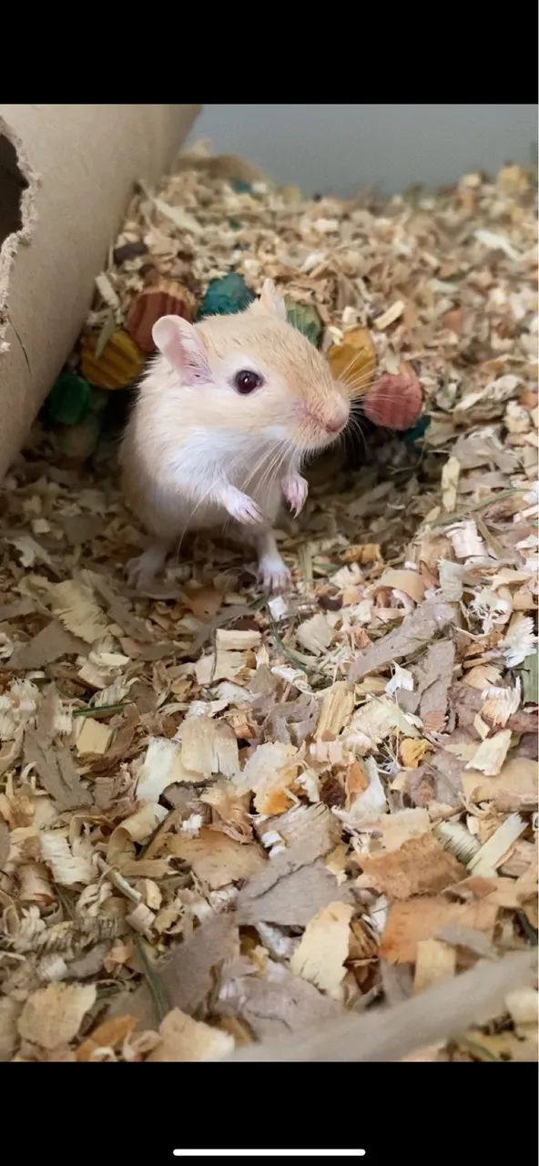 Filhotes de Gerbil ( Esquilo da Mongólia )  - Foto 3