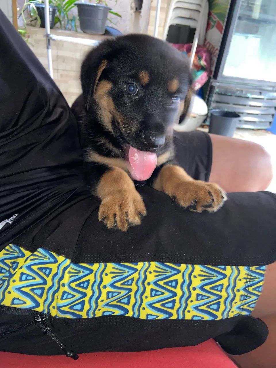 Rottweiler Macho 
