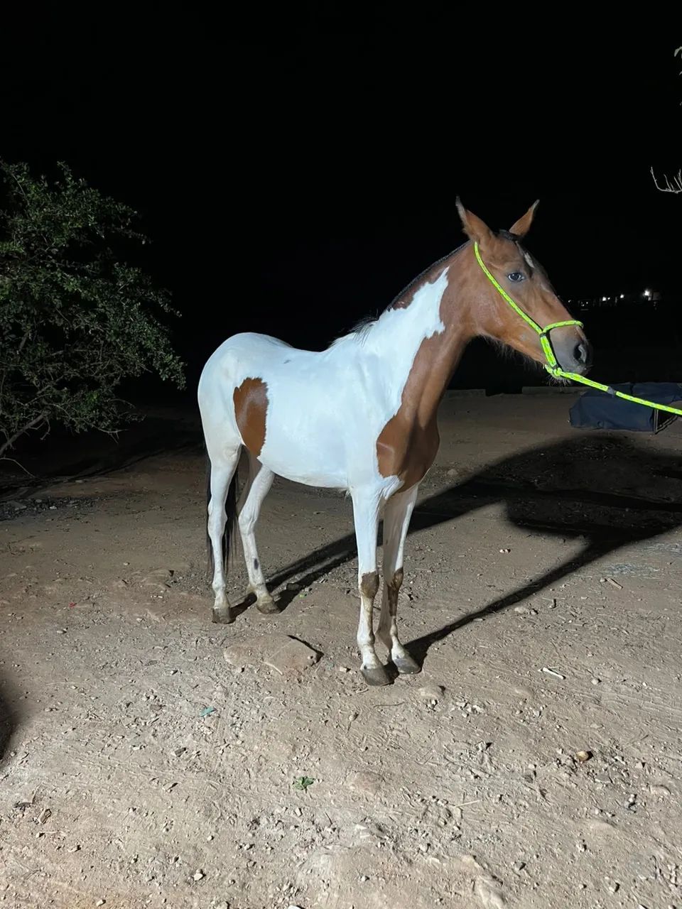 VENDO POTRA  - Foto 2