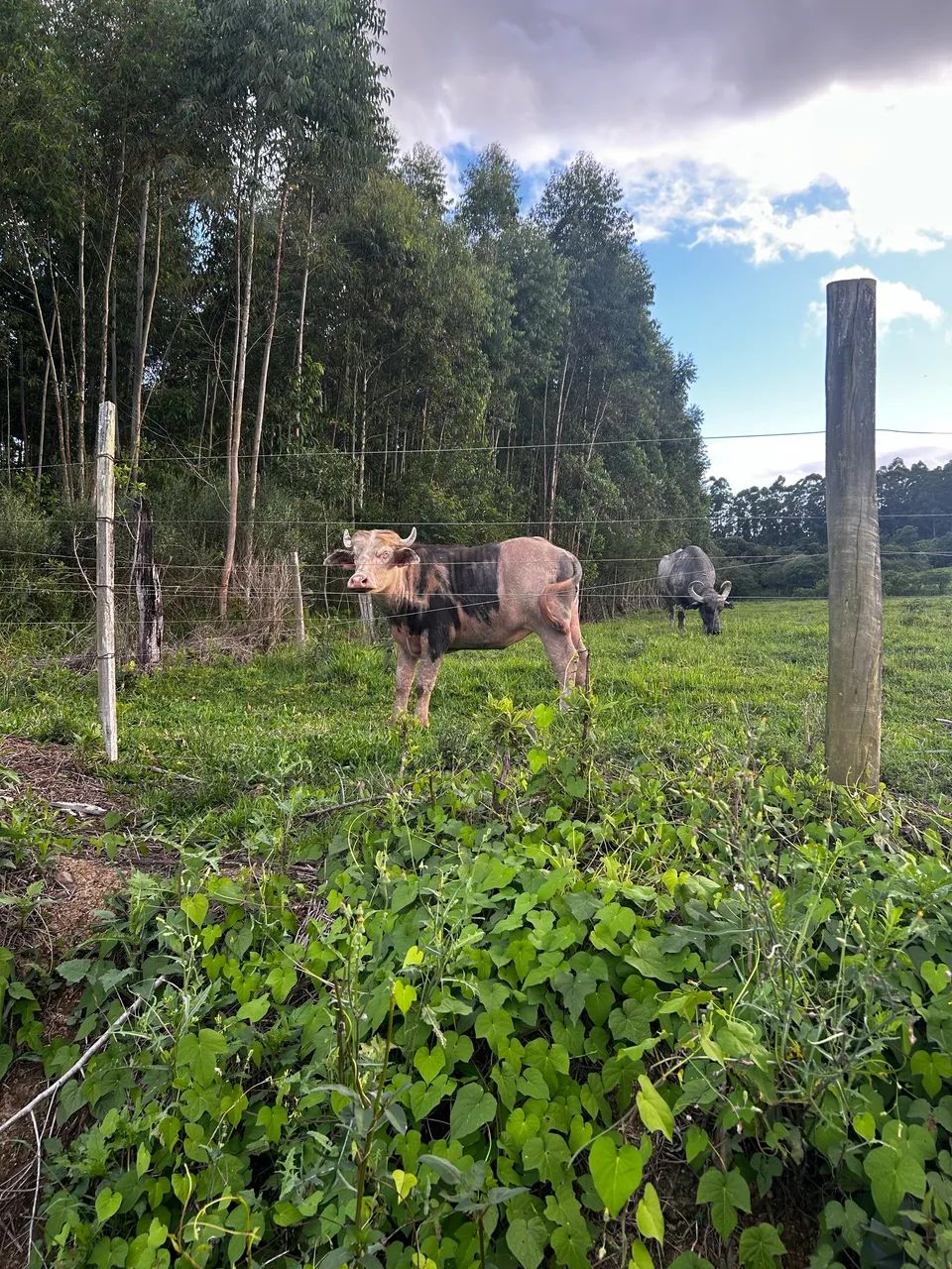 Búfala fêmea malhada  - Foto 2