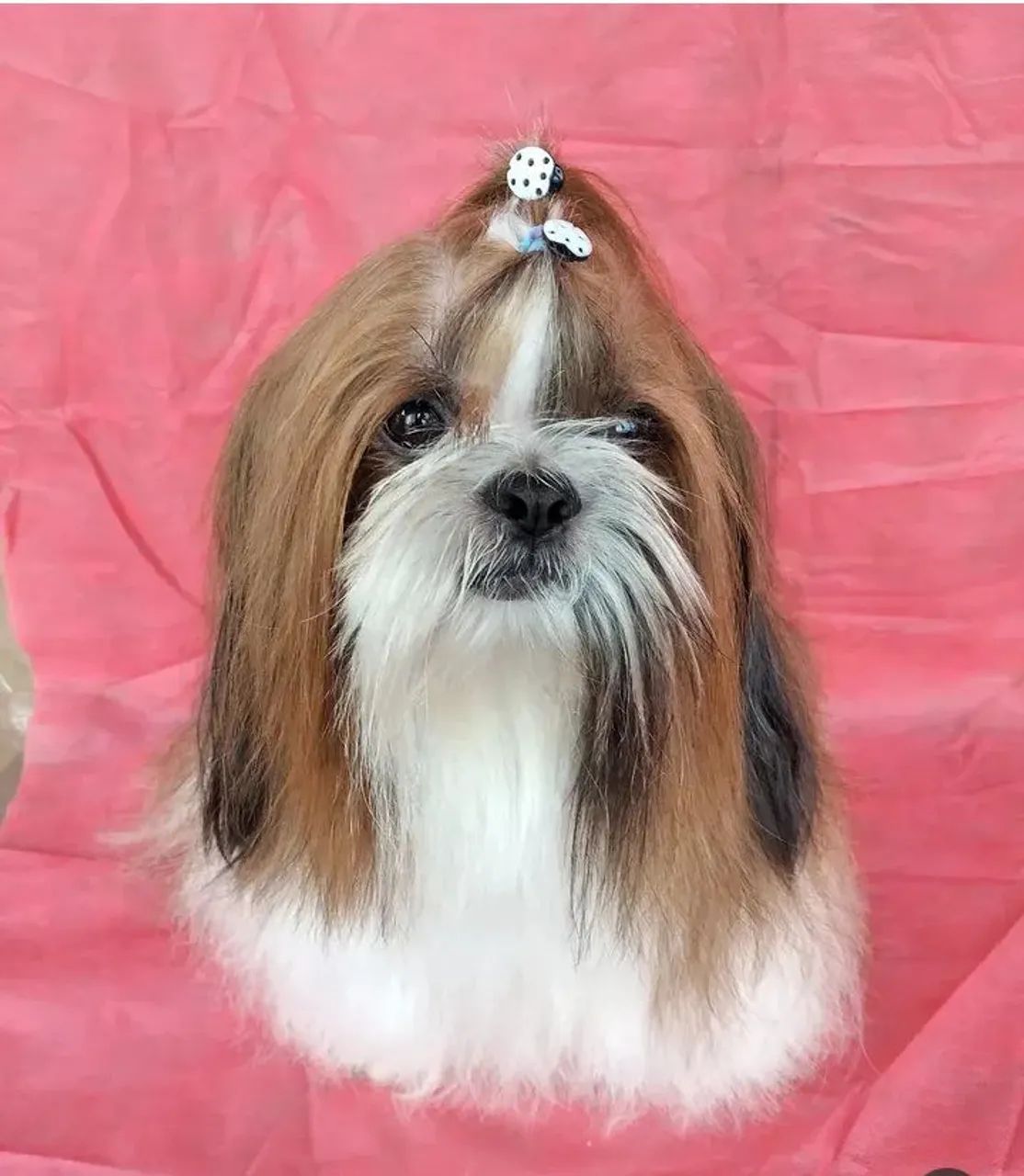 Banho e tosa a domicílio e babá pet  - Foto 4