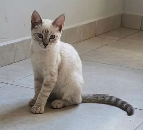 Doação responsável - gato macho  - Foto 2