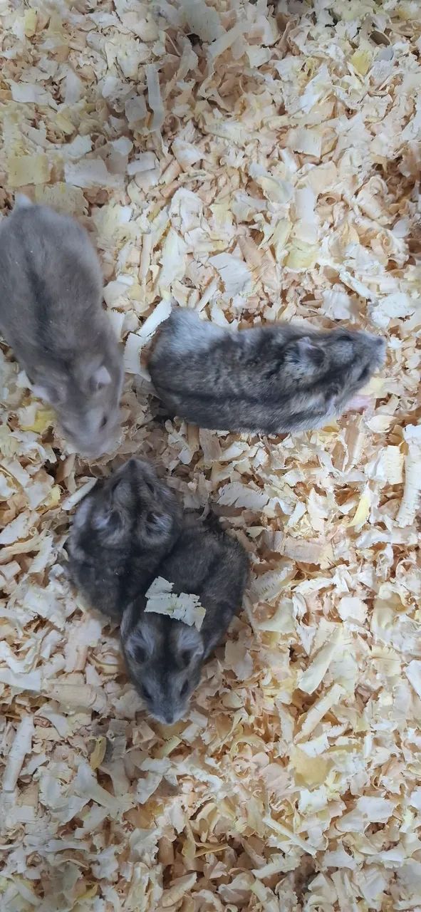 Hamster anão russo65048974709379124
