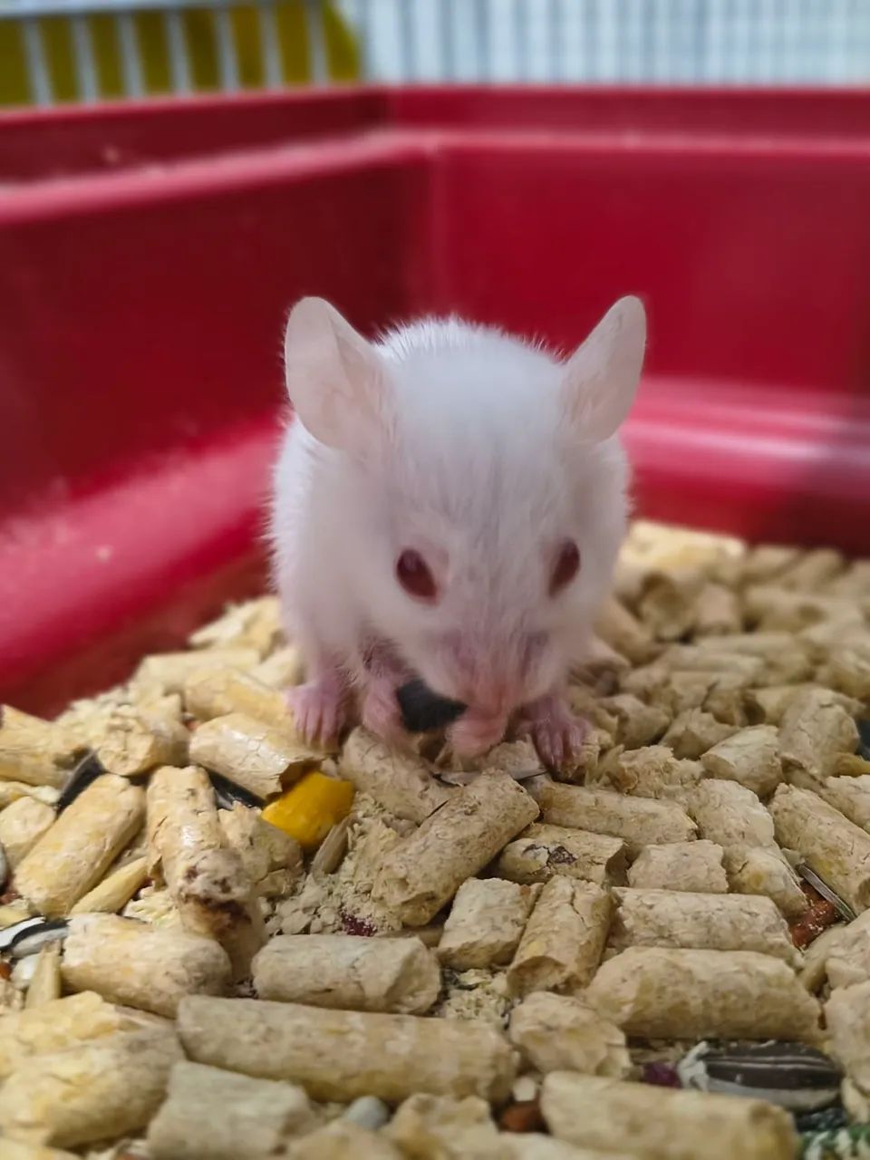 Hamister Filhote Rj - Foto 2