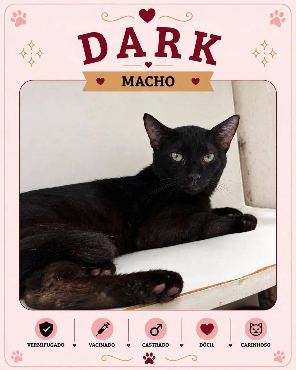Gato para adoção  - Foto 3