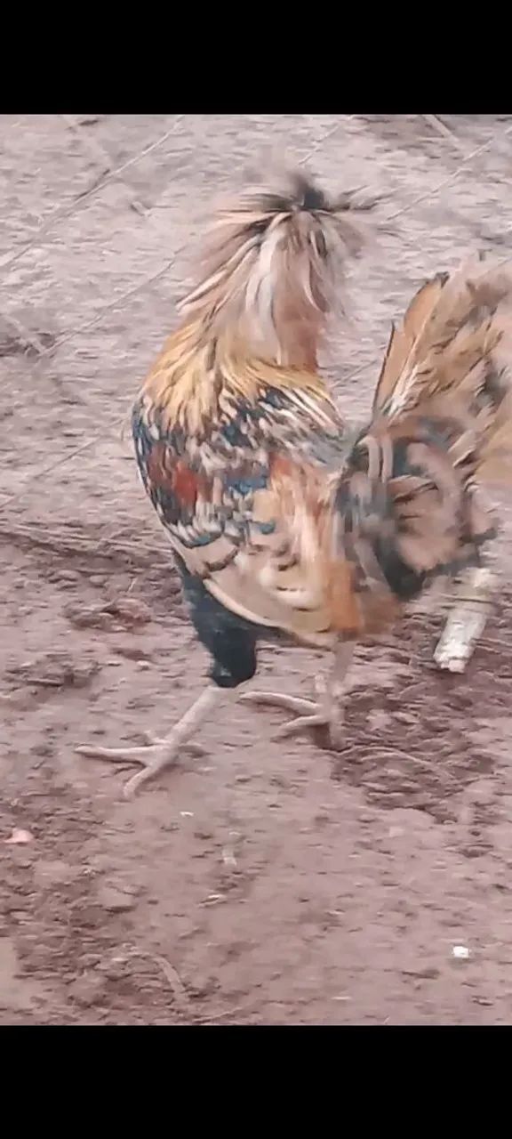 Frango polonês macho  - Foto 2