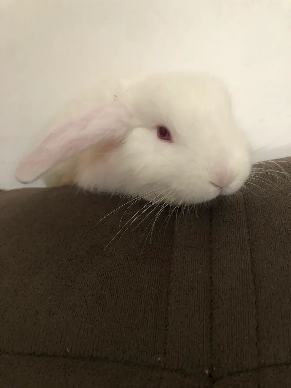 Coelho fêmea filhote nova zerlandia branco  - Foto 2