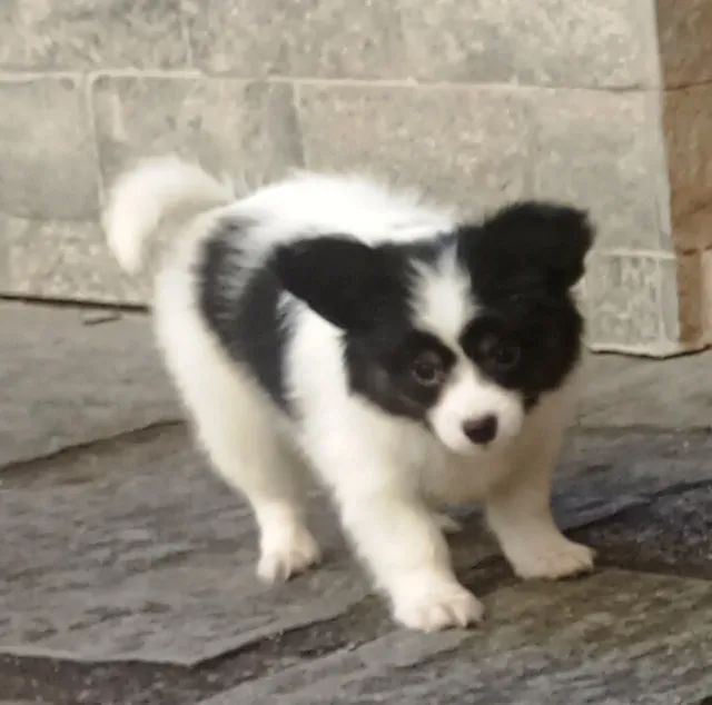 Papillon filhote macho - Foto 2