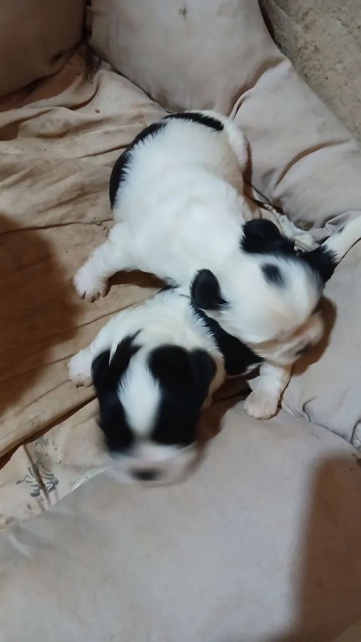 Shihtzu macho - Foto 4