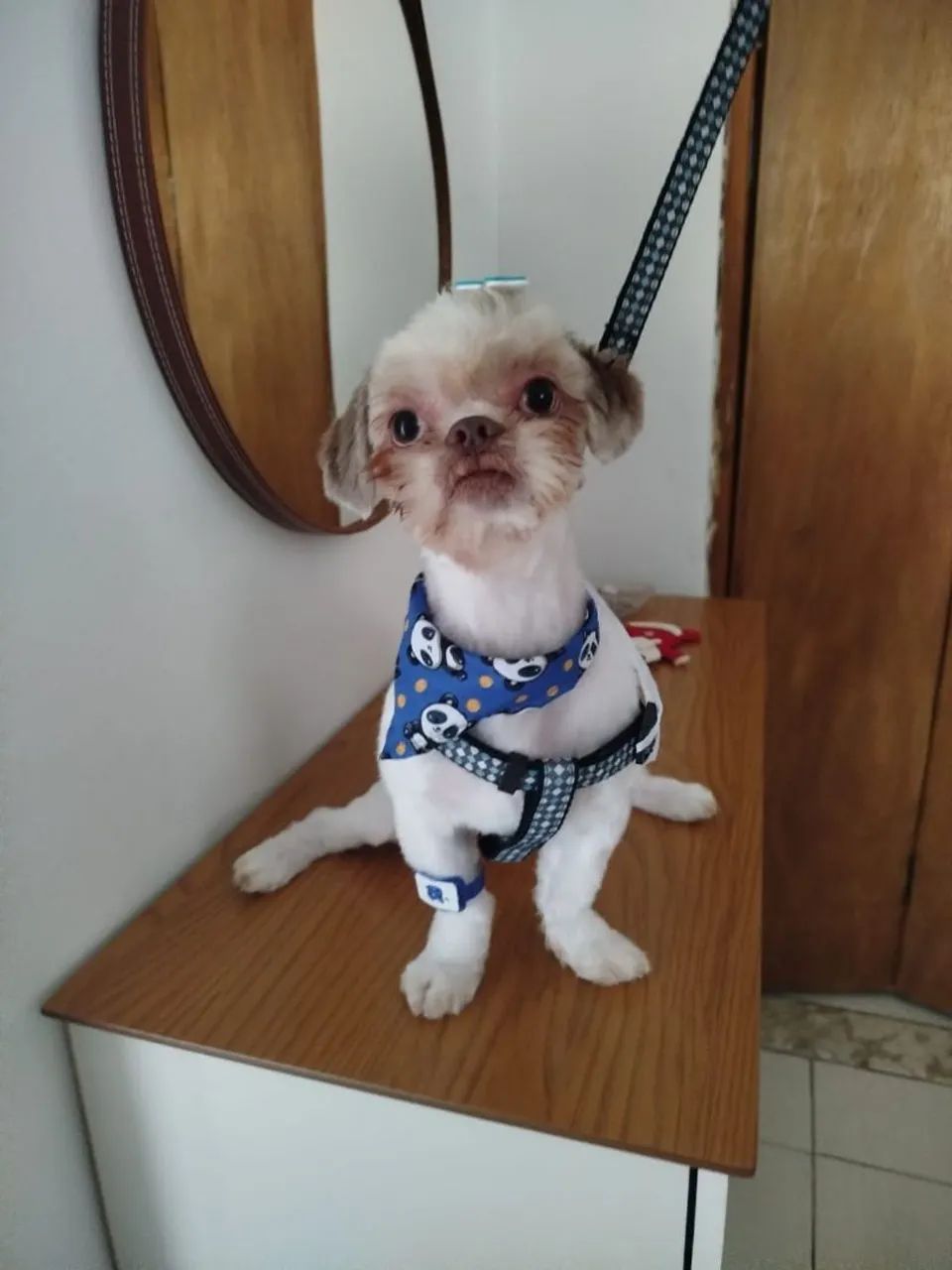 Shihtzu com 1 ano e 4 meses  - Foto 2