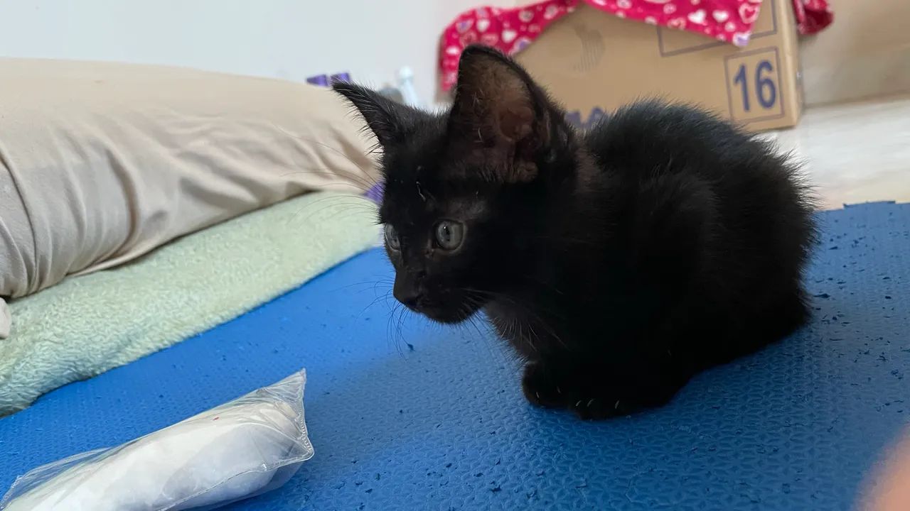 Gatinho macho preto  - Foto 4