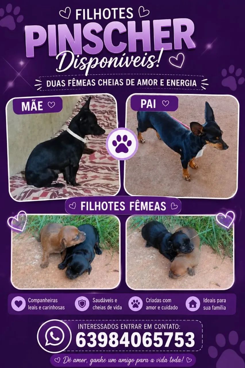 Pinches disponível 
