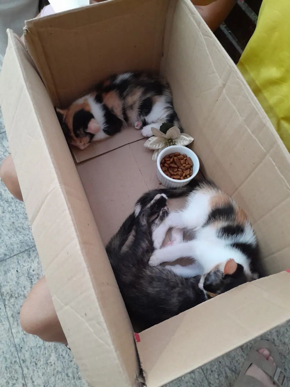 Doação de gatos - Foto 3