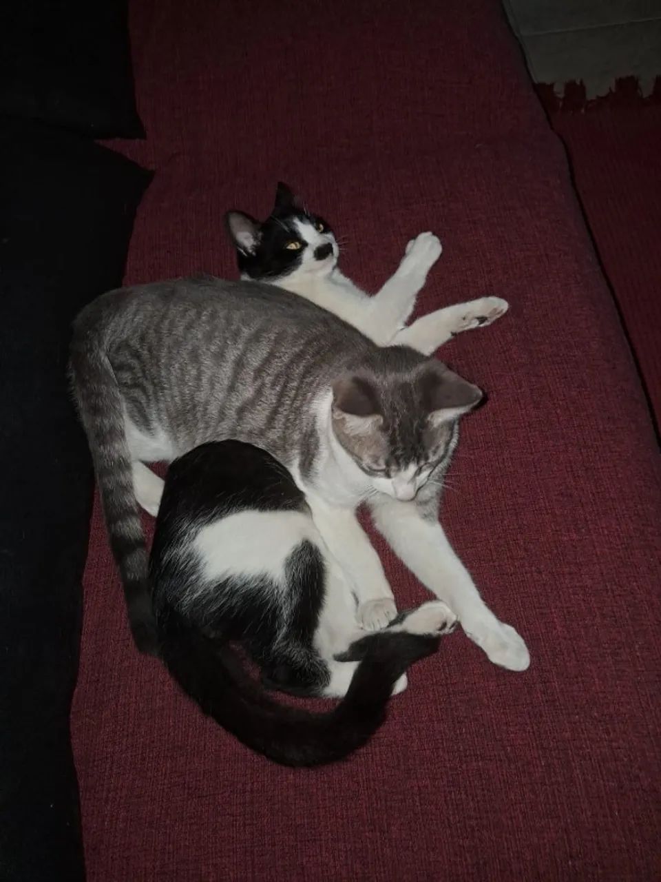 Gatos
