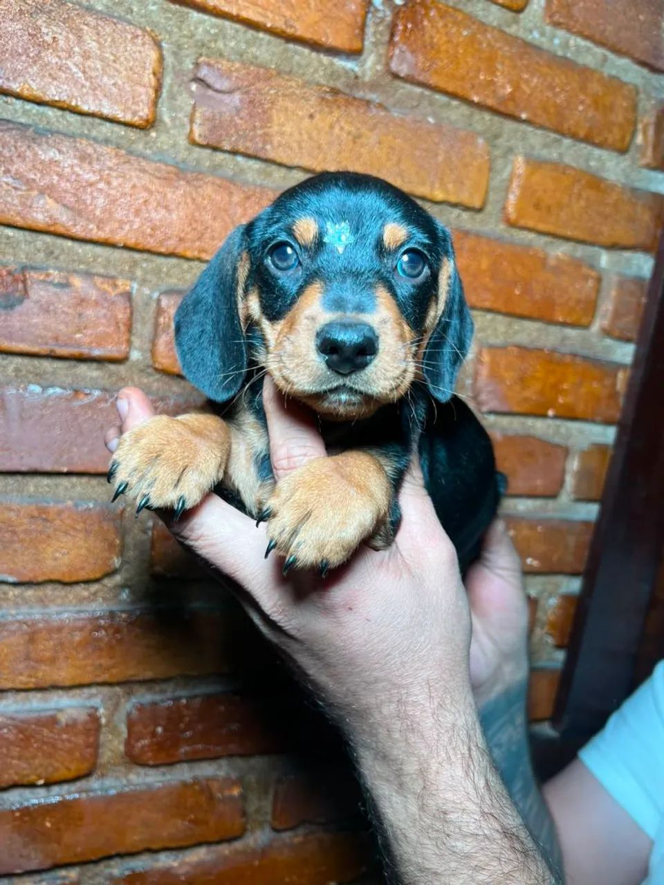 Dachshund - Foto 4