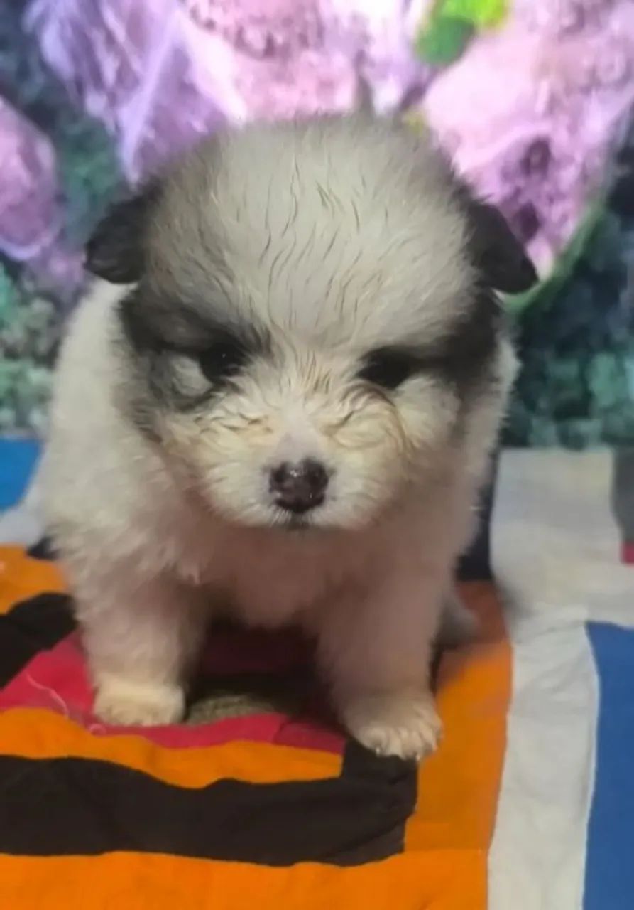 Filhotes de Spitz Alemão  - Foto 5