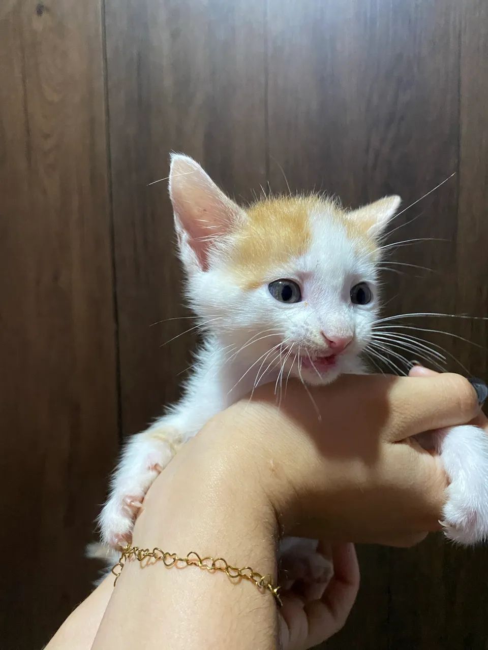 Gatinhos  - Foto 2