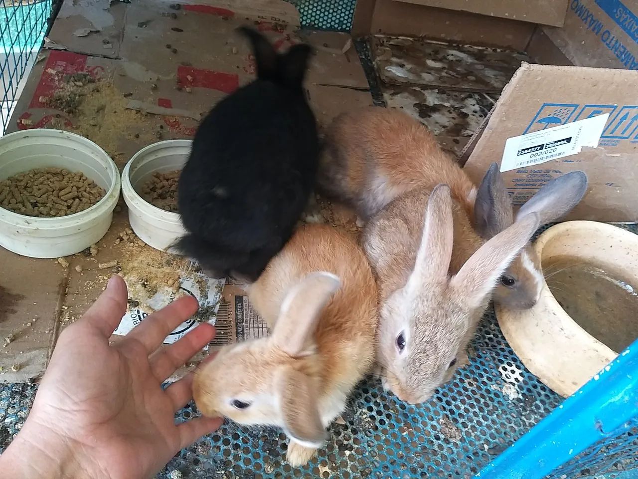 Coelhos