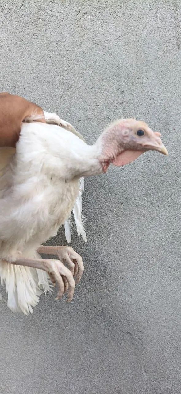 Peru frango - Foto 2