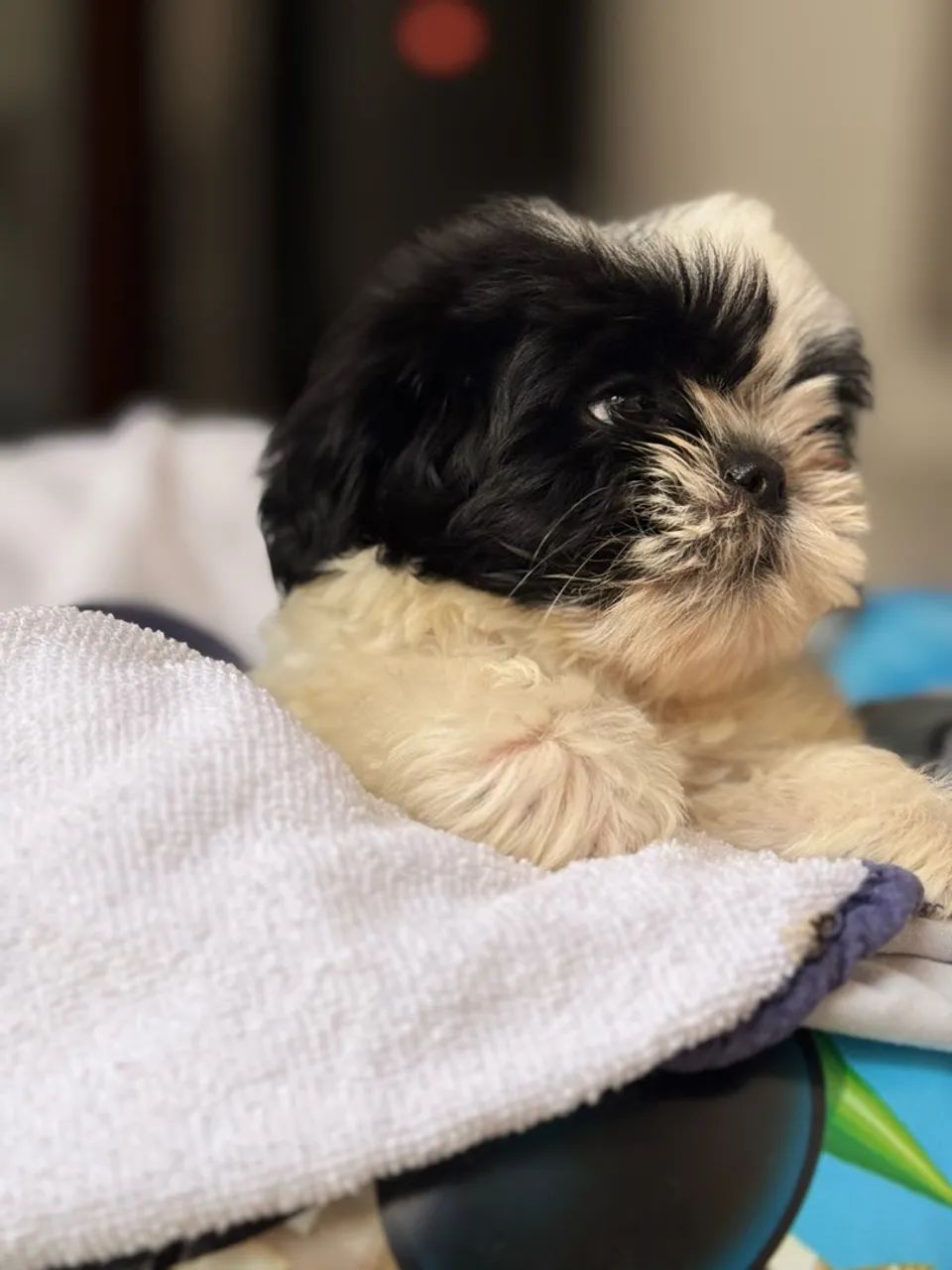 SHITZU MINI COM PEDIGREE | VENDA RÁPIDA  - Foto 3