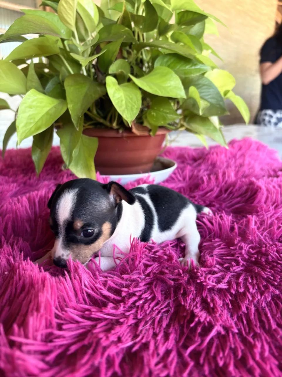 Pinscher - Foto 3